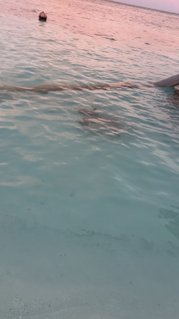 Marine life in the shallows at Dhawa Ihuru — photograph from Tanja’s stay