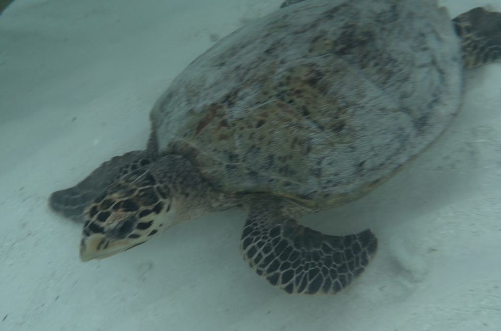 Sea turtle photographed during Tanja’s stay at Dhawa Ihuru